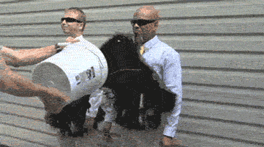11.gif 11.gif
