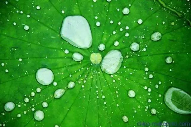 仿生超疏水木材表面微纳结构制备研究进展1.jpg 仿生超疏水木材表面微纳结构制备研究进展1.jpg
